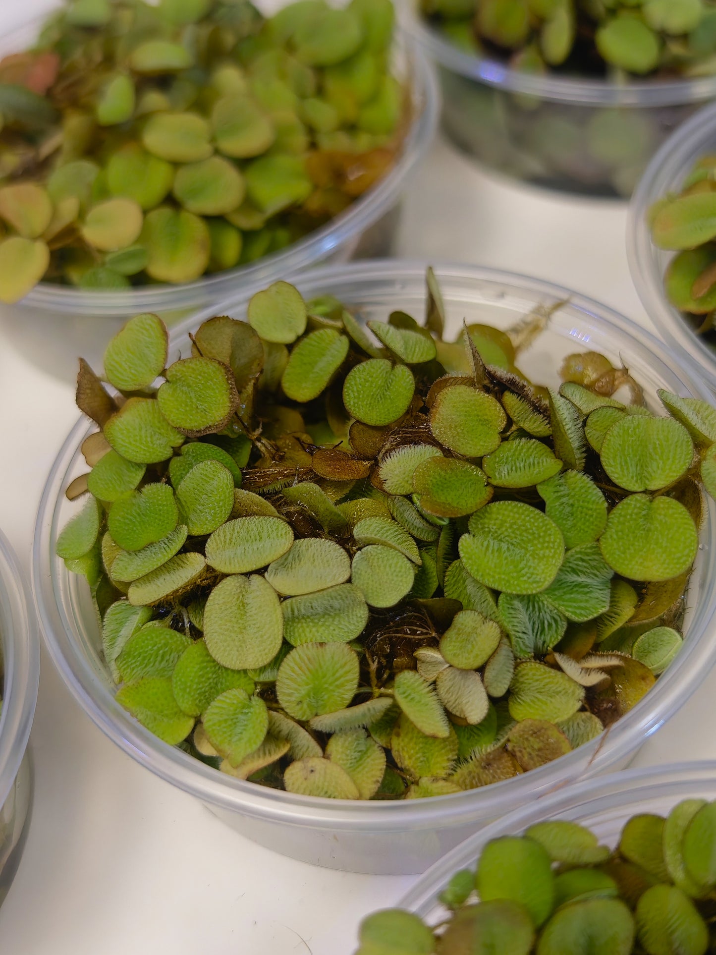 Salvinia auriculata, plante flottante