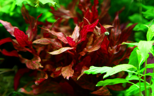 Tropica Alternanthera reineckii 'Rosanervig' im Topf
