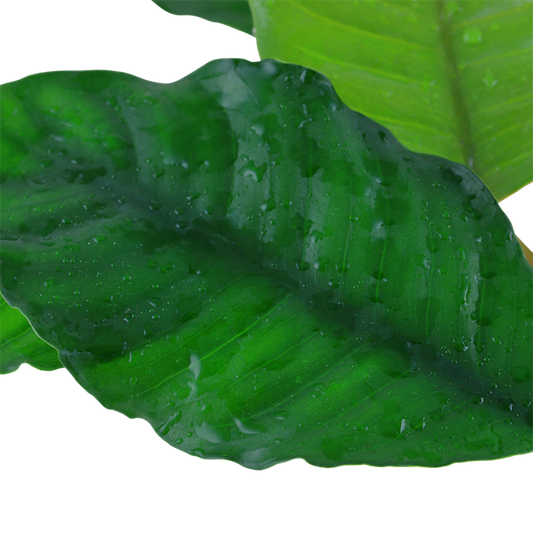 Tropica Anubias barteri var. coffeifolia im Topf