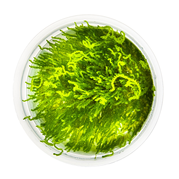 Tropica Taxiphyllum sp. ’Flame Moss’ In Vitro
