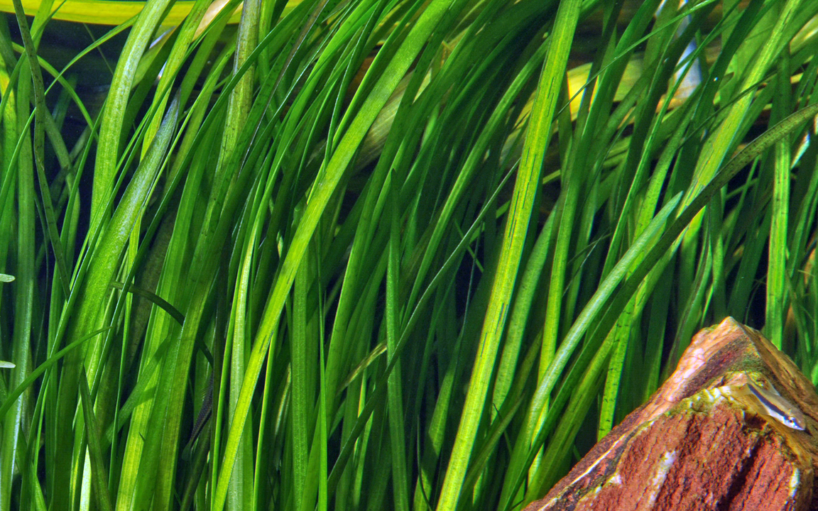 Tropica Vallisneria spiralis 'Tiger' – Topfpflanze