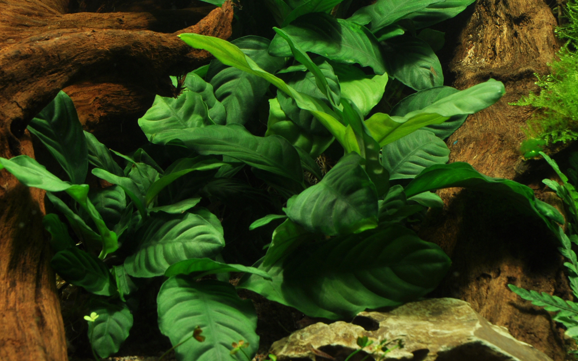 Tropica Anubias barteri var. 'Coffeifolia' – Topfpflanze