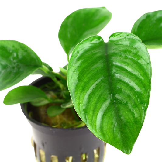 Tropica Anubias barteri caladiifolia im Topf