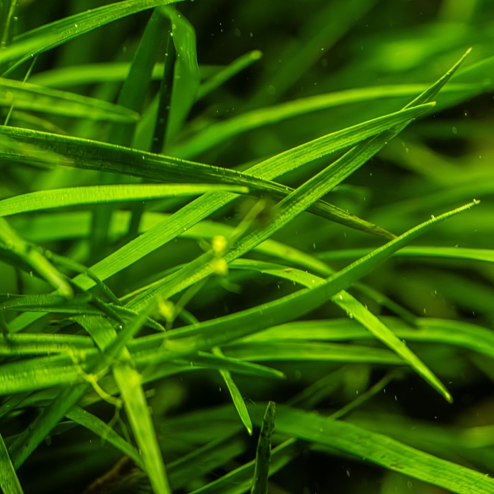 Tropica Eriocaulon sp. 'Vietnam' en pot