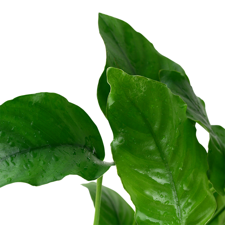 Tropica Anubias barteri var. barteri en pot