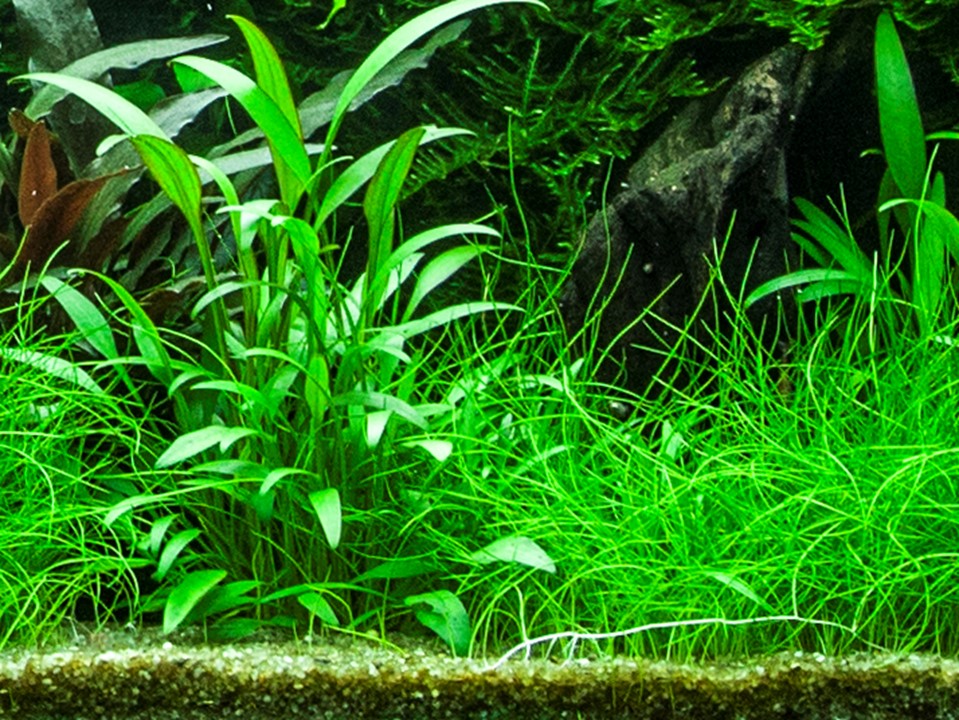 Tropica Cryptocoryne x willisii – Topfpflanze