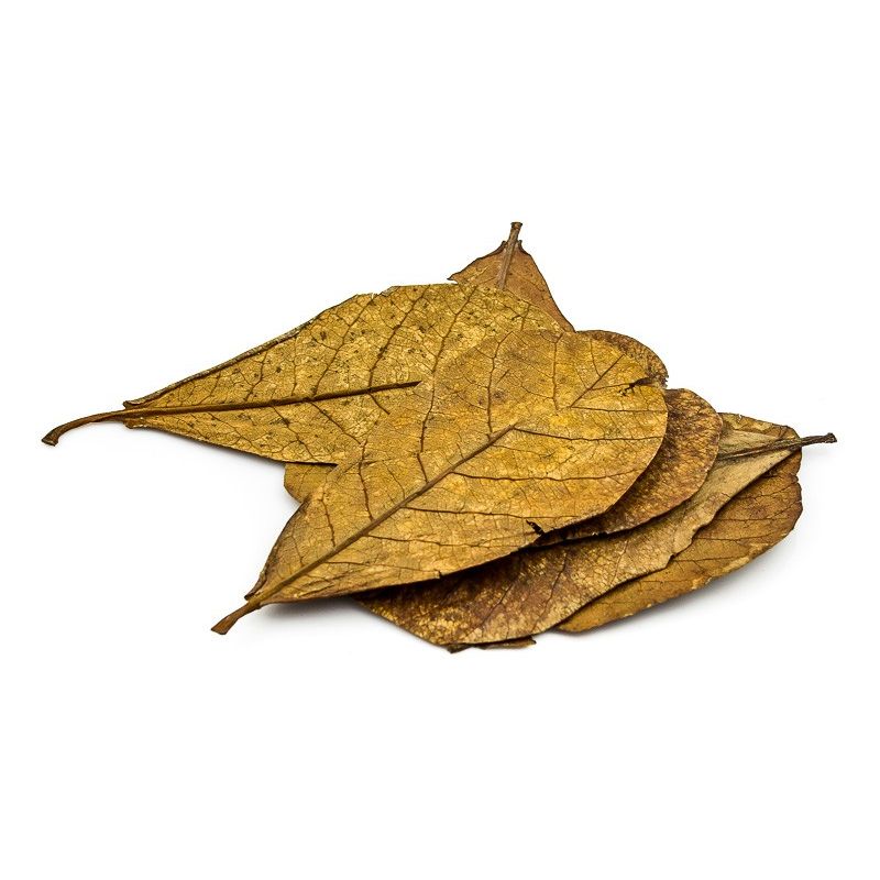 Seemandelbaumblätter, Catappa Leaves, Nano 10-15cm Terboven Aquaristik