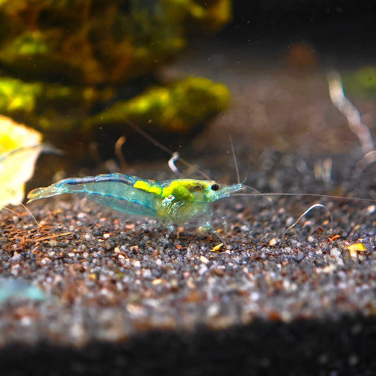 Crevette Blue Jelly, Neocaridina davidi