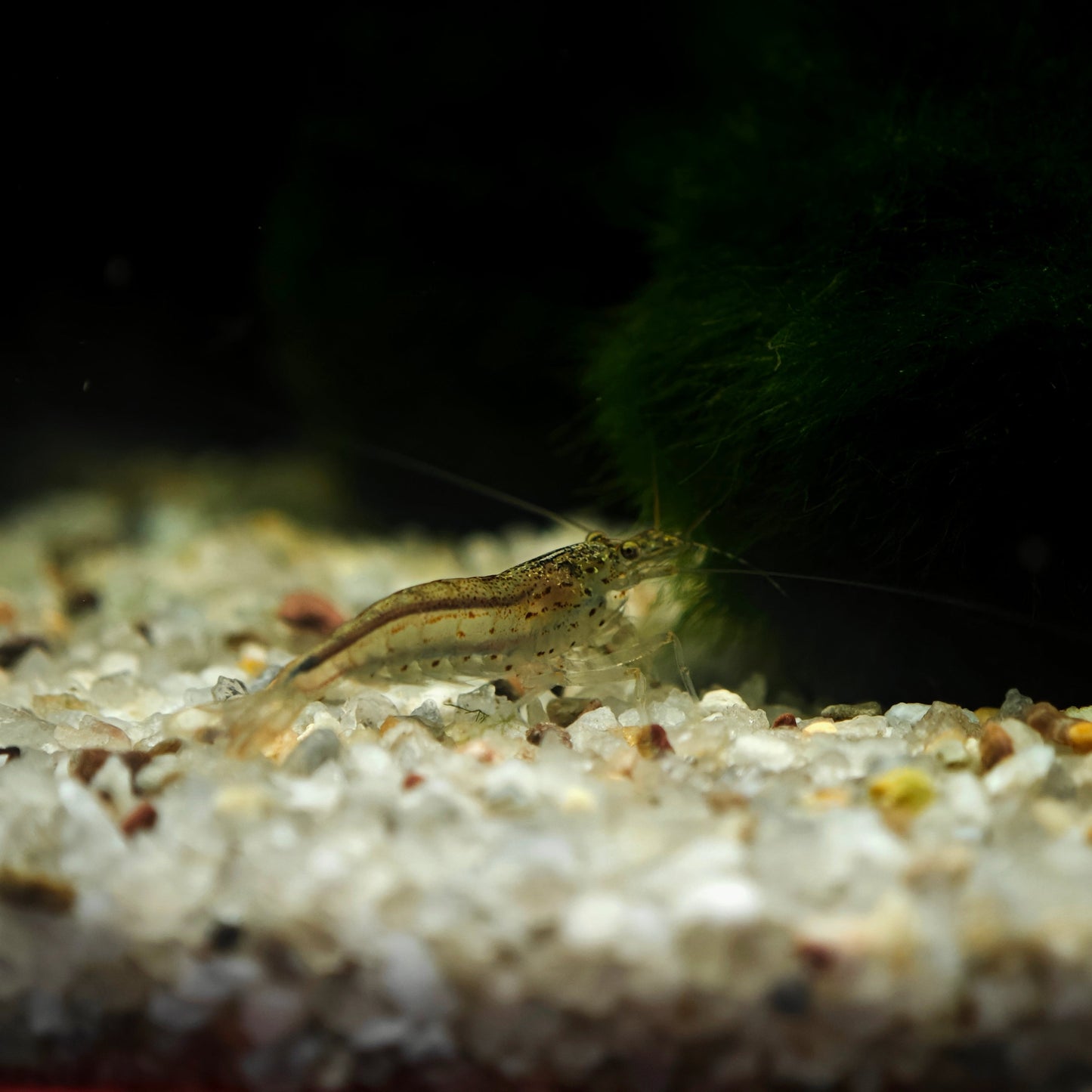 Caridina multidentata, Amanogarnele Terboven Aquaristik