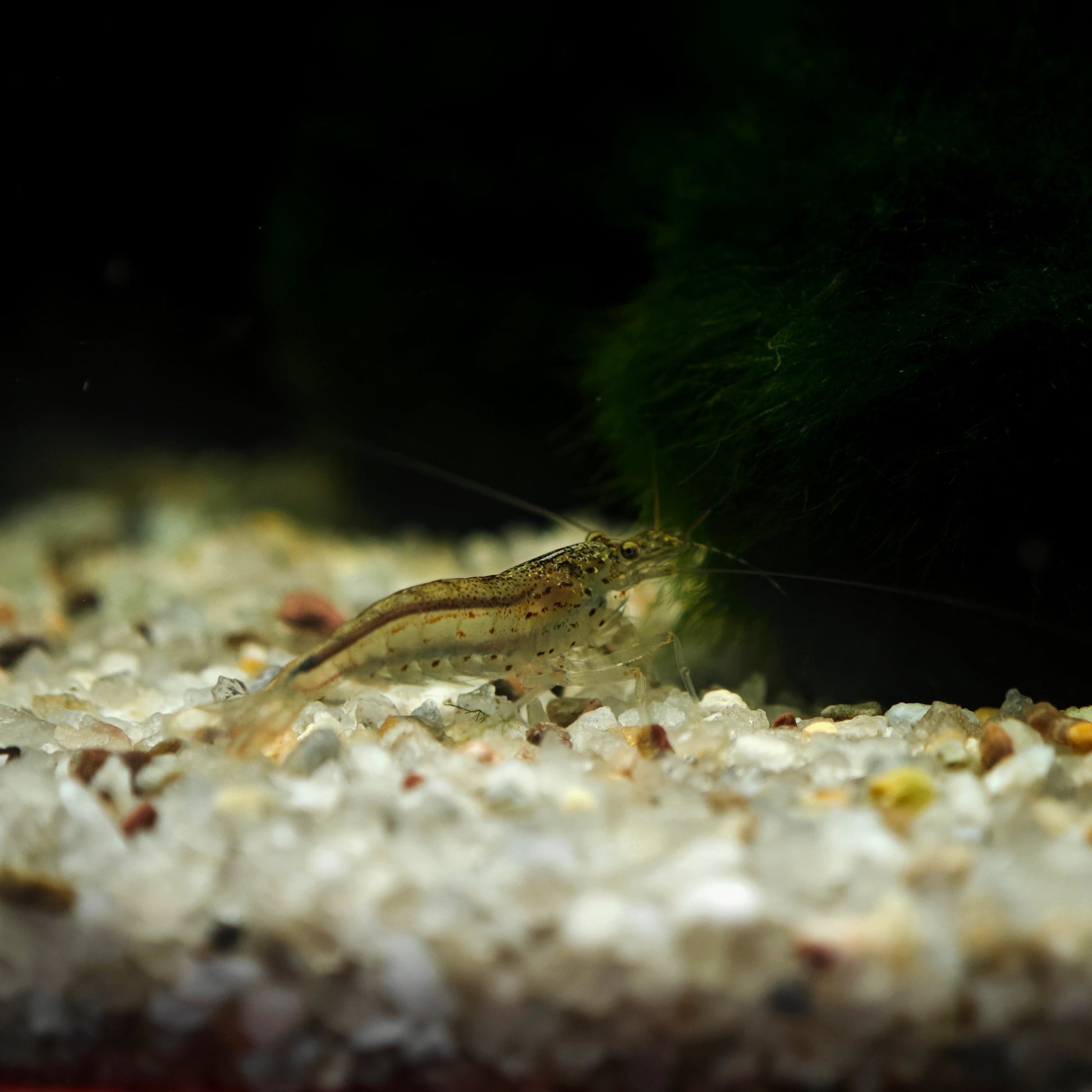 Caridina multidentata, Amanogarnele Terboven Aquaristik