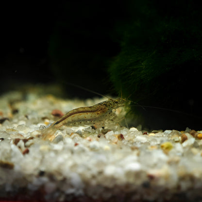 Caridina multidentata, Amanogarnele Terboven Aquaristik