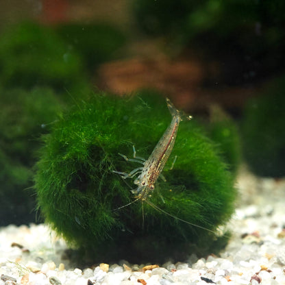 Caridina multidentata, Amanogarnele Terboven Aquaristik