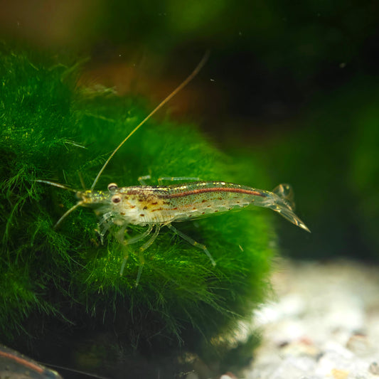 Caridina multidentata, Amanogarnele Terboven Aquaristik