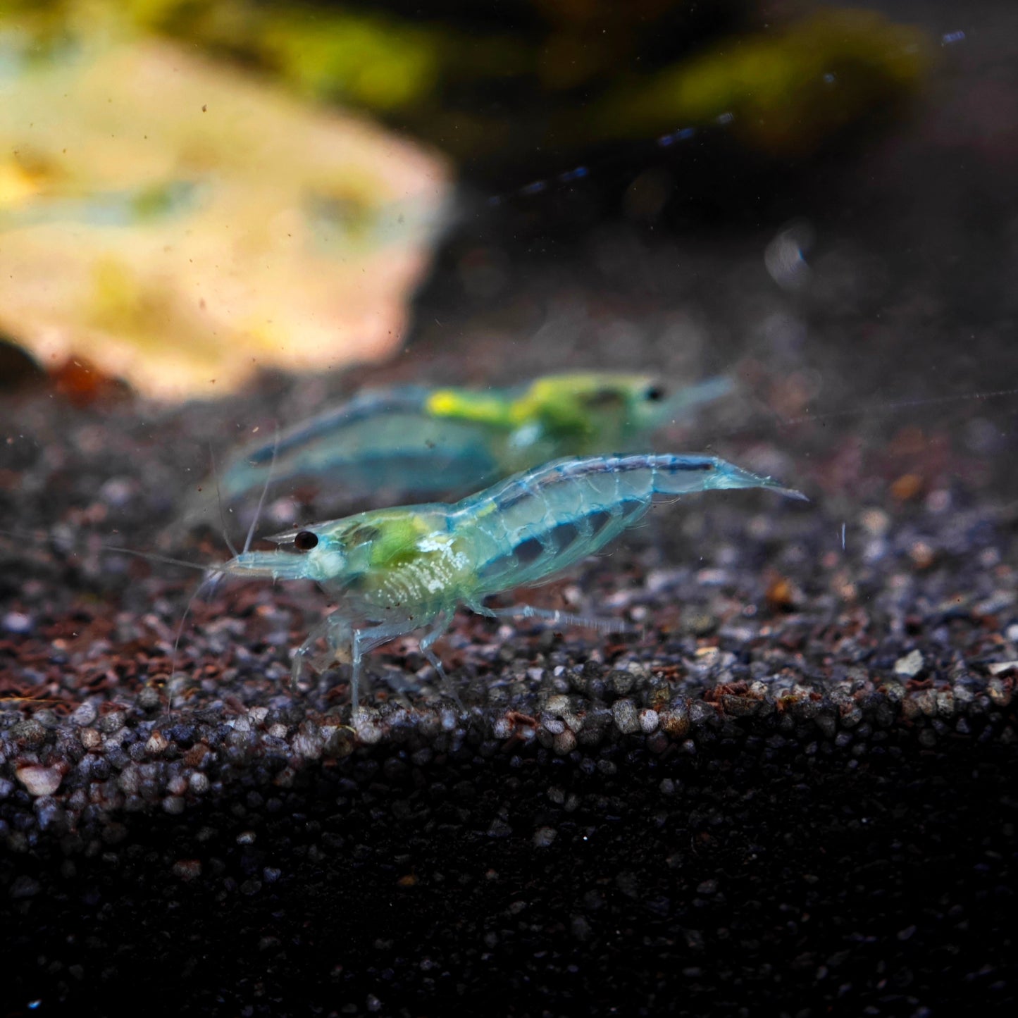 Blue Jelly Garnele, Neocaridina davidi