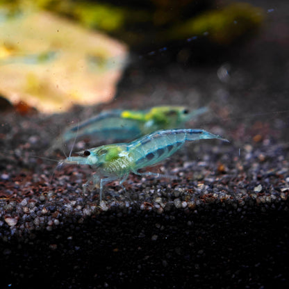 Blue Jelly Garnele, Neocaridina davidi