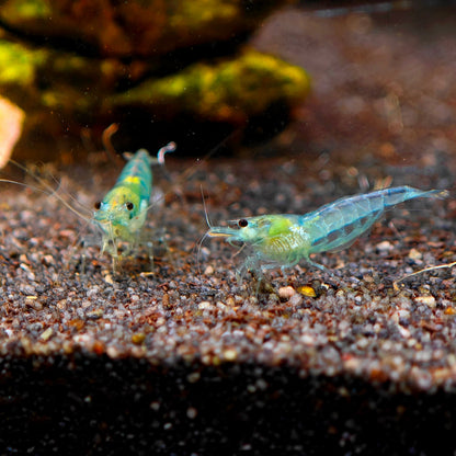 Blue Jelly Garnele, Neocaridina davidi