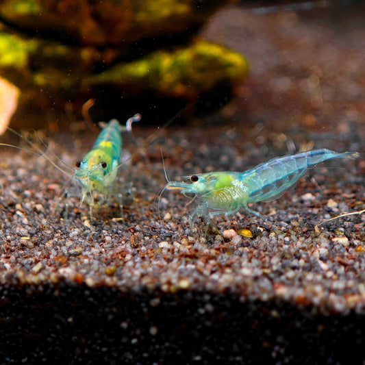 Crevette Blue Jelly, Neocaridina davidi