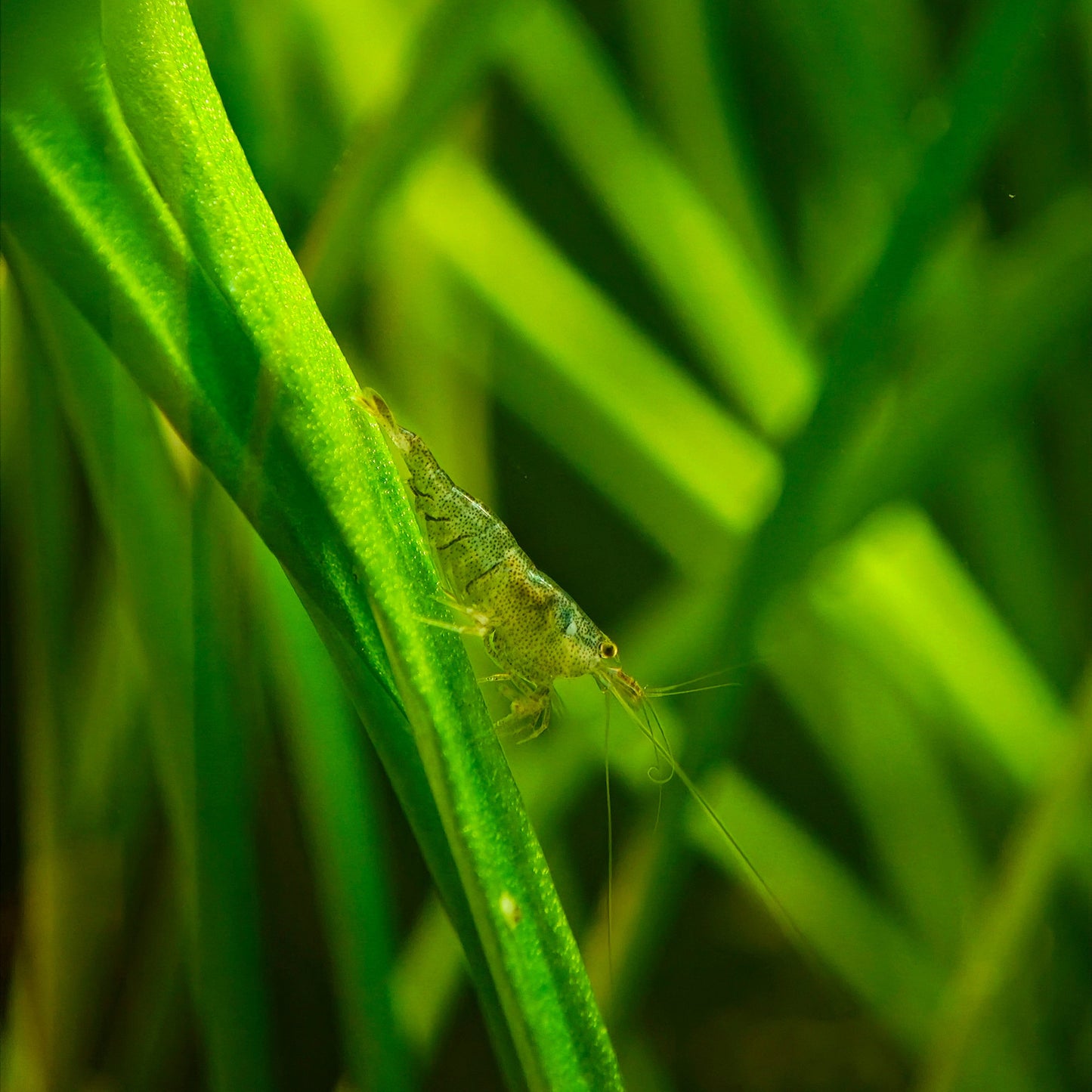 Crevette d'intérieur de Sulawesi, Caridina cf. parvidentata