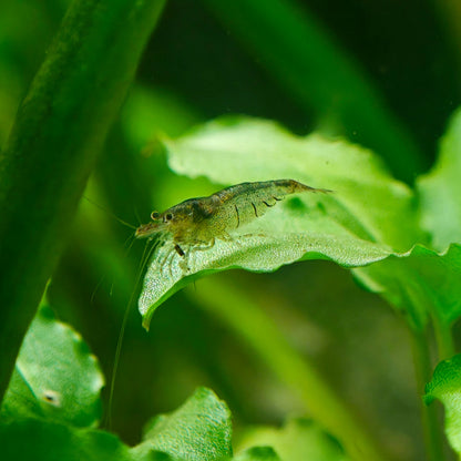 Crevette d'intérieur de Sulawesi, Caridina cf. parvidentata