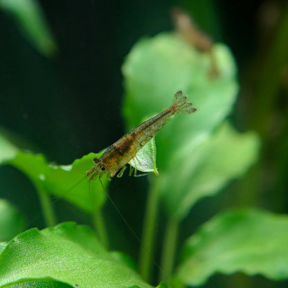 Crevette d'intérieur de Sulawesi, Caridina cf. parvidentata