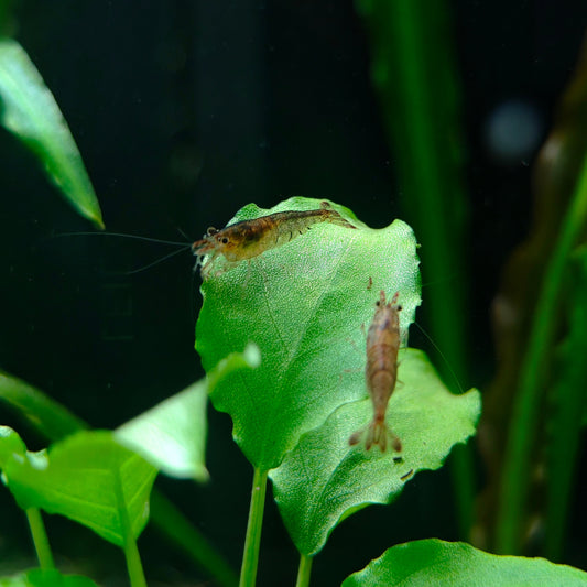 Crevette d'intérieur de Sulawesi, Caridina cf. parvidentata