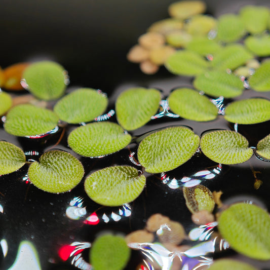 Salvinia auriculata, plante flottante