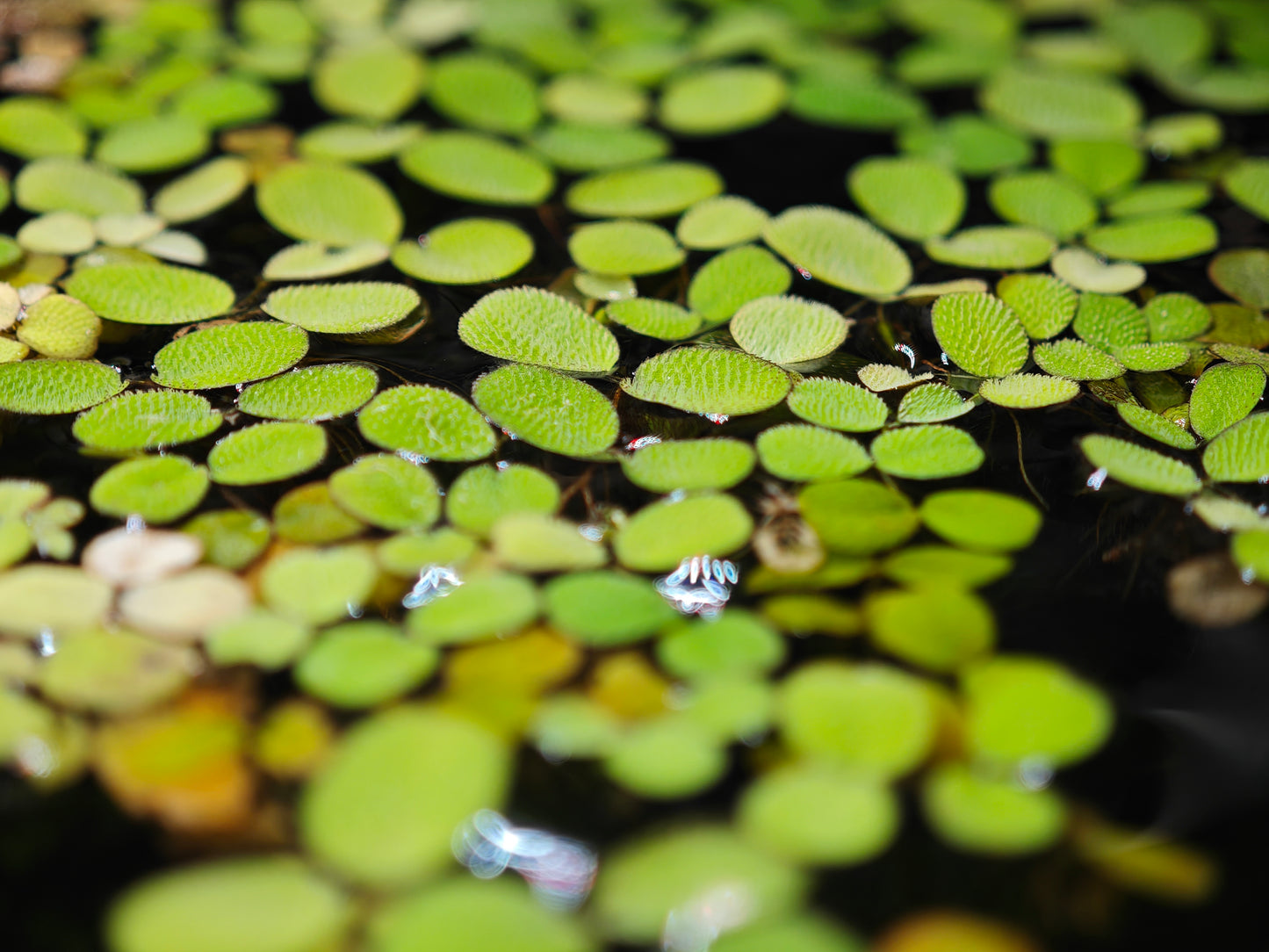 Salvinia auriculata, plante flottante