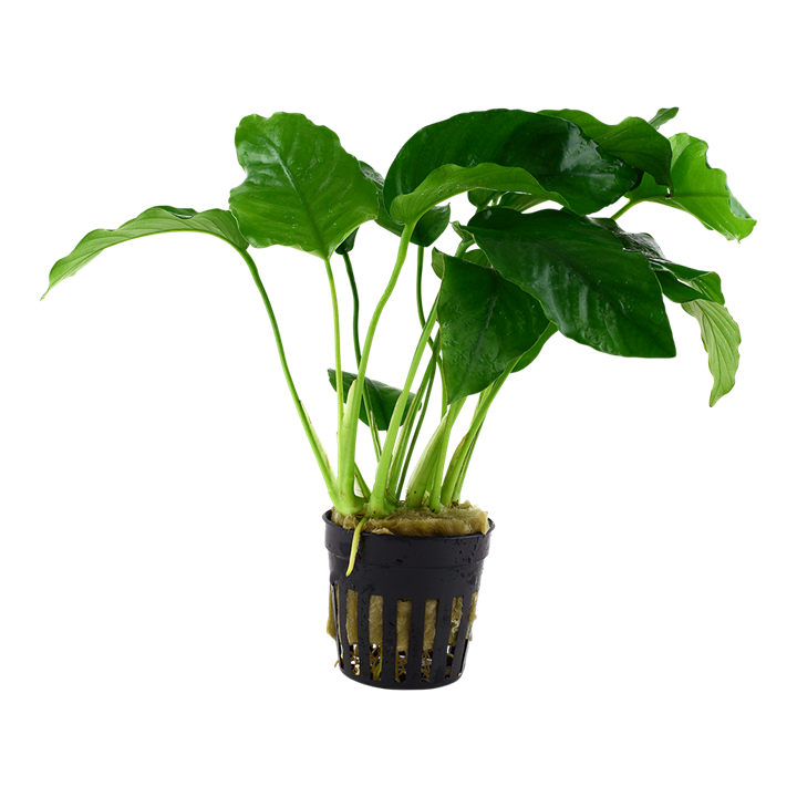 Tropica Anubias barteri var. barteri en pot