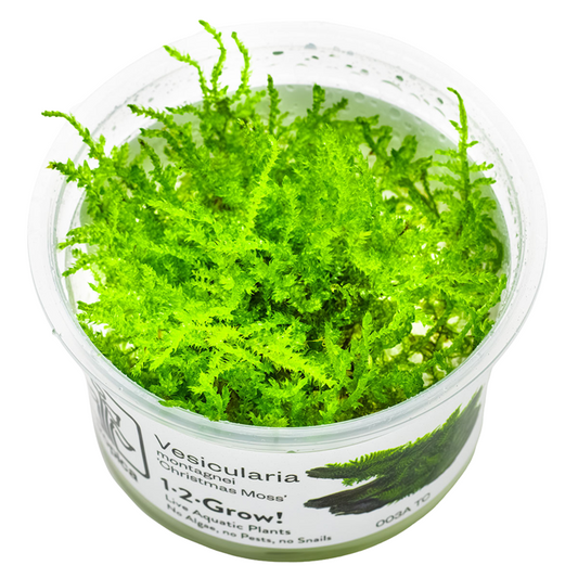 Tropica Vesicularia montagnei 'Christmas Moss' In Vitro