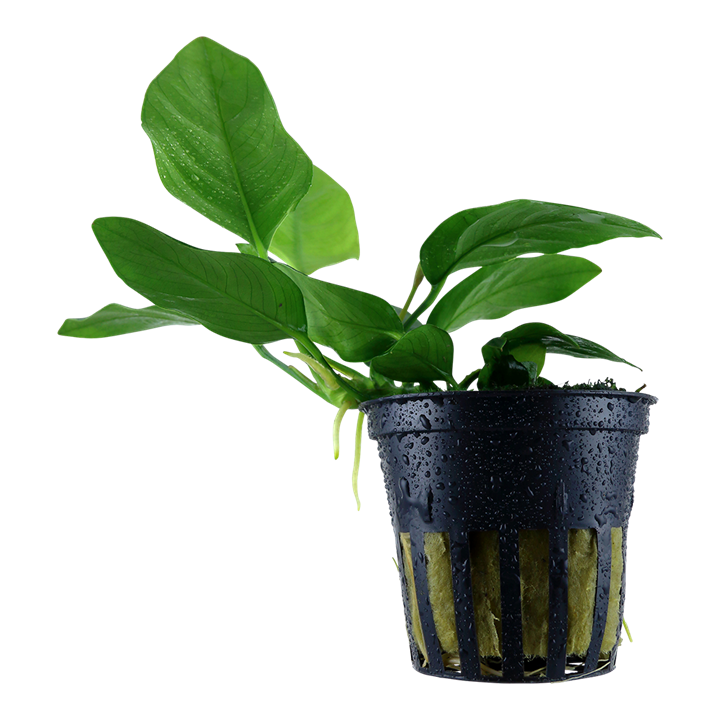 Tropica Anubias barteri var. nana im Topf