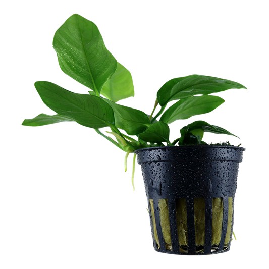 Tropica Anubias barteri var. nana en pot