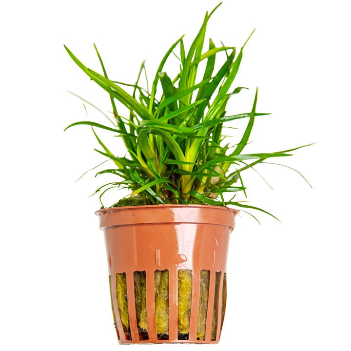 Tropica Eriocaulon sp. 'Vietnam' en pot