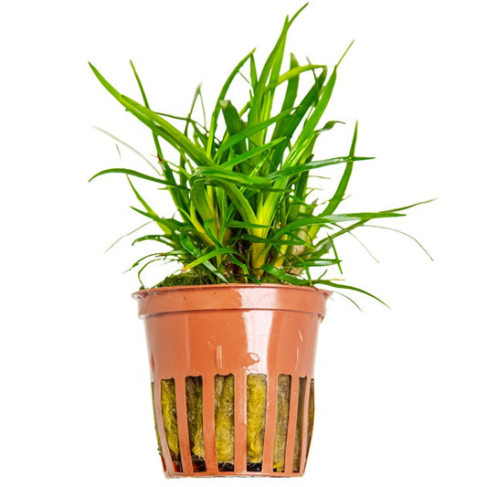 Tropica Eriocaulon sp. 'Vietnam' im Topf
