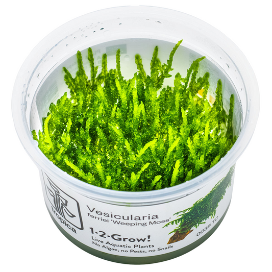 Tropica Vesicularia ferriei 'Weeping Moss' In Vitro