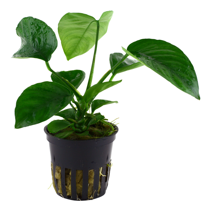 Tropica Anubias barteri caladiifolia Potted