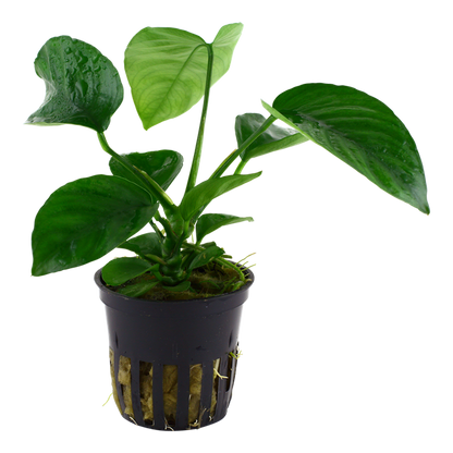 Tropica Anubias barteri caladiifolia Potted