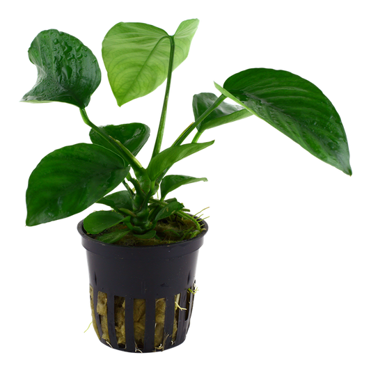 Tropica Anubias barteri caladiifolia im Topf