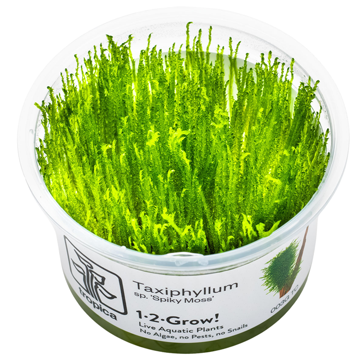 Tropica Taxiphyllum sp. 'Spiky Moss' In Vitro