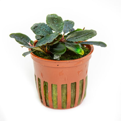 Tropica Bucephalandra sordidula 'Blue' – Topfpflanze