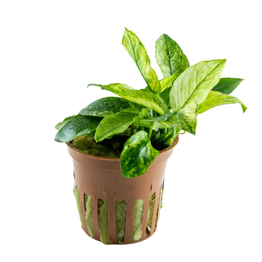 Tropica Anubias barteri Nana Pinto en pot