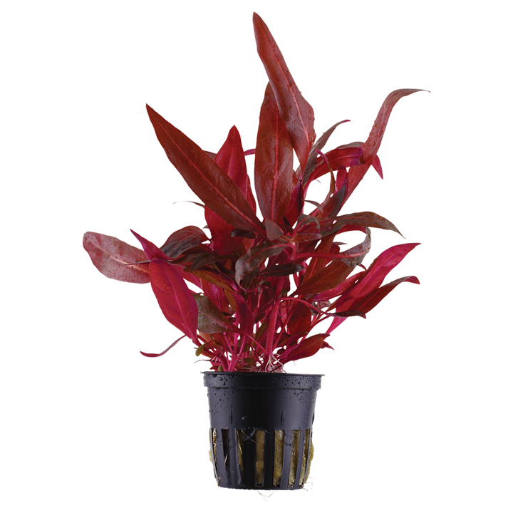 Tropica Alternanthera reineckii 'Rosanervig' im Topf