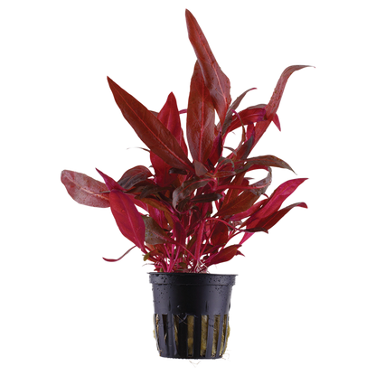 Tropica Alternanthera reineckii 'Rosanervig' im Topf