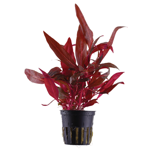 Alternanthera reineckii 'Rosanervig' Tropica en pot