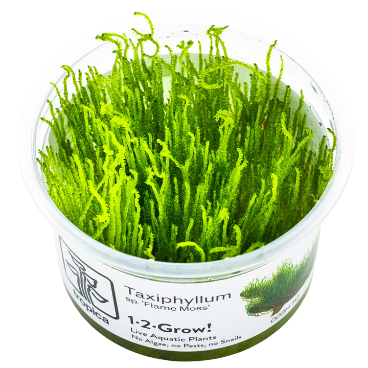 Tropica Taxiphyllum sp. ’Flame Moss’ In Vitro