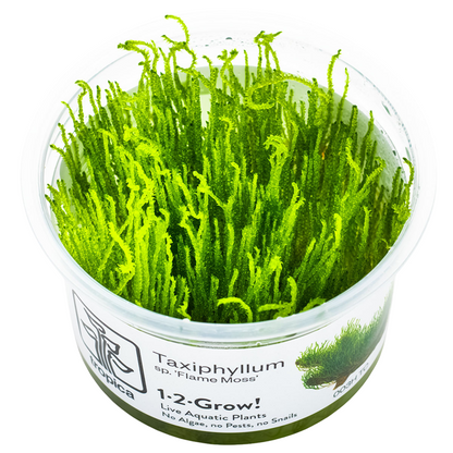 Tropica Taxiphyllum sp. ’Flame Moss’ In Vitro