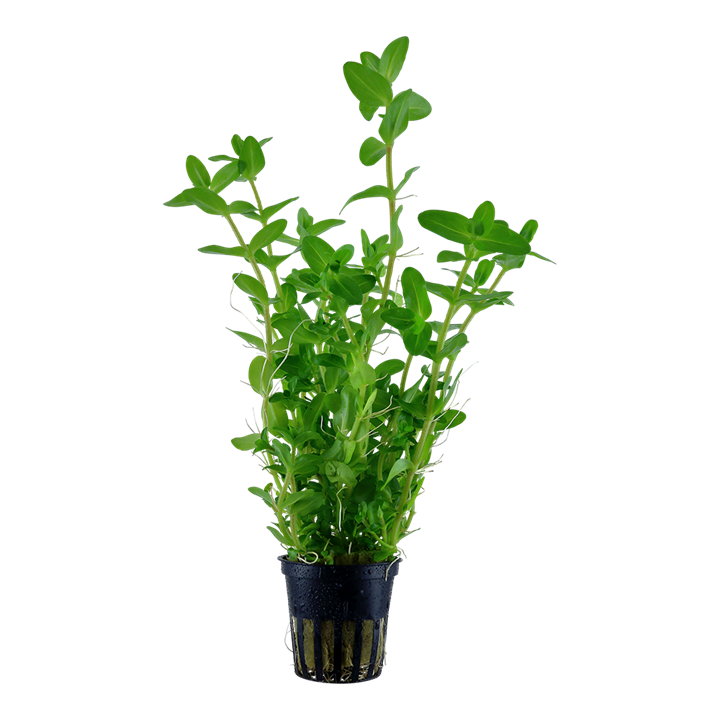 Tropica Bacopa caroliniana im Topf