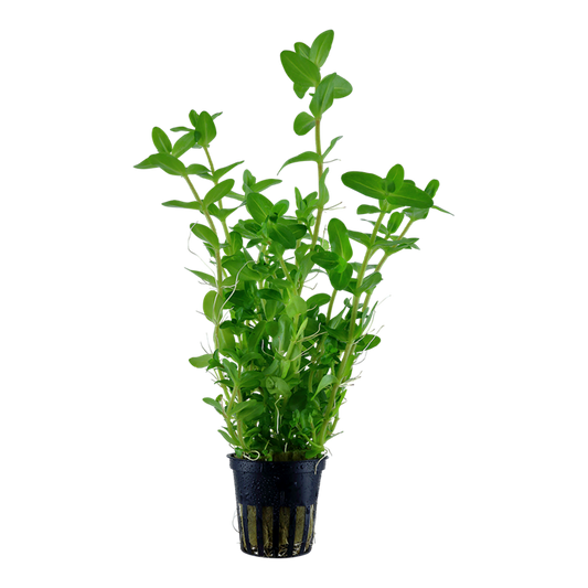 Tropica Bacopa caroliniana en pot
