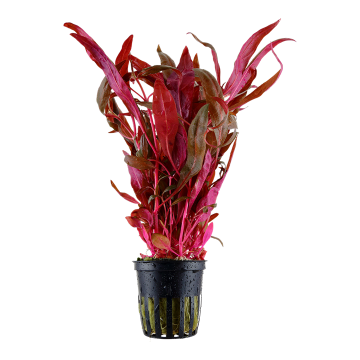 Alternanthera reineckii 'Pink' Tropica en pot