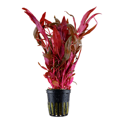 Alternanthera reineckii 'Pink' Tropica en pot