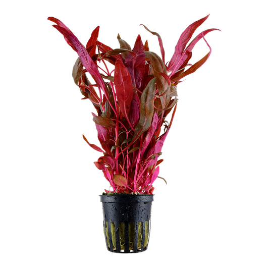 Alternanthera reineckii 'Pink' Tropica en pot